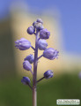 Muscari parviflorum (Autumn grape hyacinth) - CLICK TO ENLARGE PHOTO