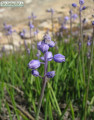 Muscari parviflorum (Autumn grape hyacinth) - CLICK TO ENLARGE PHOTO