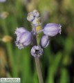 Muscari parviflorum (Autumn grape hyacinth) - CLICK TO ENLARGE PHOTO