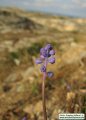Muscari parviflorum (Autumn grape hyacinth) - CLICK TO ENLARGE PHOTO