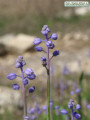 Muscari parviflorum (Autumn grape hyacinth) - CLICK TO ENLARGE PHOTO