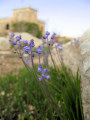 Muscari parviflorum (Autumn grape hyacinth) - CLICK TO ENLARGE PHOTO