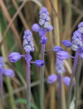 Muscari parviflorum (Autumn grape hyacinth) - CLICK TO ENLARGE PHOTO