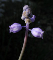 Muscari parviflorum (Autumn grape hyacinth) - CLICK TO ENLARGE PHOTO