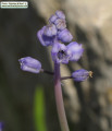 Muscari parviflorum (Autumn grape hyacinth) - CLICK TO ENLARGE PHOTO