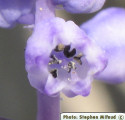 Muscari parviflorum (Autumn grape hyacinth) - CLICK TO ENLARGE PHOTO