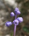 Muscari parviflorum (Autumn grape hyacinth) - CLICK TO ENLARGE PHOTO