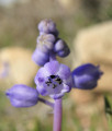 Muscari parviflorum (Autumn grape hyacinth) - CLICK TO ENLARGE PHOTO