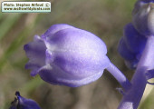 Muscari parviflorum (Autumn grape hyacinth) - CLICK TO ENLARGE PHOTO