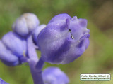 Muscari parviflorum (Autumn grape hyacinth) - CLICK TO ENLARGE PHOTO