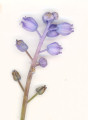 Muscari parviflorum (Autumn grape hyacinth) - CLICK TO ENLARGE PHOTO