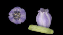 Muscari parviflorum (Autumn grape hyacinth) - CLICK TO ENLARGE PHOTO