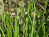 Muscari parviflorum (Autumn grape hyacinth) - CLICK TO ENLARGE PHOTO