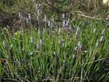 Muscari parviflorum (Autumn grape hyacinth) - CLICK TO ENLARGE PHOTO