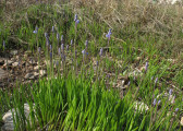 Muscari parviflorum (Autumn grape hyacinth) - CLICK TO ENLARGE PHOTO