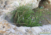 Muscari parviflorum (Autumn grape hyacinth) - CLICK TO ENLARGE PHOTO