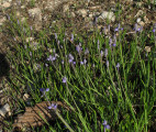 Muscari parviflorum (Autumn grape hyacinth) - CLICK TO ENLARGE PHOTO