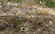 Muscari parviflorum (Autumn grape hyacinth) - CLICK TO ENLARGE PHOTO