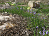 Muscari parviflorum (Autumn grape hyacinth) - CLICK TO ENLARGE PHOTO