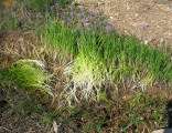 Muscari parviflorum (Autumn grape hyacinth) - CLICK TO ENLARGE PHOTO