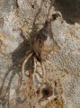 Prospero autumnale (Autumn squill) - CLICK TO ENLARGE PHOTO