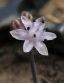 Prospero autumnale (Autumn squill) - CLICK TO ENLARGE PHOTO