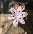 Prospero autumnale (Autumn squill) - CLICK TO ENLARGE PHOTO