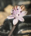 Prospero autumnale (Autumn squill) - CLICK TO ENLARGE PHOTO