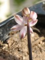 Prospero autumnale (Autumn squill) - CLICK TO ENLARGE PHOTO