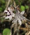 Prospero autumnale (Autumn squill) - CLICK TO ENLARGE PHOTO