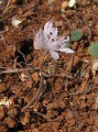 Prospero autumnale (Autumn squill) - CLICK TO ENLARGE PHOTO