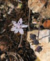 Prospero autumnale (Autumn squill) - CLICK TO ENLARGE PHOTO