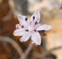 Prospero autumnale (Autumn squill) - CLICK TO ENLARGE PHOTO