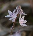 Prospero autumnale (Autumn squill) - CLICK TO ENLARGE PHOTO