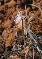 Prospero autumnale (Autumn squill) - CLICK TO ENLARGE PHOTO