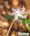 Prospero autumnale (Autumn squill) - CLICK TO ENLARGE PHOTO