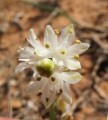 Prospero autumnale (Autumn squill) - CLICK TO ENLARGE PHOTO