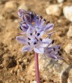 Prospero autumnale (Autumn squill) - CLICK TO ENLARGE PHOTO