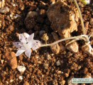 Prospero autumnale (Autumn squill) - CLICK TO ENLARGE PHOTO