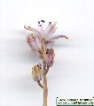Prospero autumnale (Autumn squill) - CLICK TO ENLARGE PHOTO