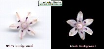 Prospero autumnale (Autumn squill) - CLICK TO ENLARGE PHOTO
