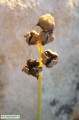 Prospero autumnale (Autumn squill) - CLICK TO ENLARGE PHOTO