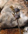 Prospero autumnale (Autumn squill) - CLICK TO ENLARGE PHOTO