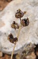 Prospero autumnale (Autumn squill) - CLICK TO ENLARGE PHOTO