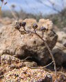 Prospero autumnale (Autumn squill) - CLICK TO ENLARGE PHOTO