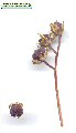 Prospero autumnale (Autumn squill) - CLICK TO ENLARGE PHOTO