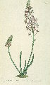 Prospero autumnale (Autumn squill) - CLICK TO ENLARGE PHOTO
