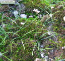 Prospero autumnale (Autumn squill) - CLICK TO ENLARGE PHOTO