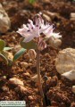 Prospero autumnale (Autumn squill) - CLICK TO ENLARGE PHOTO