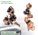 Prospero autumnale (Autumn squill) - CLICK TO ENLARGE PHOTO